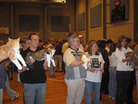 Norsk Skovkat EC. Petronelle DSM DVM  billede 2