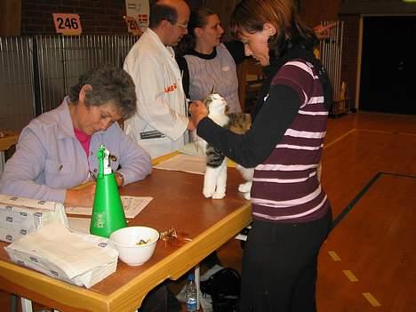 Norsk Skovkat EC. Petronelle DSM DVM  billede 3