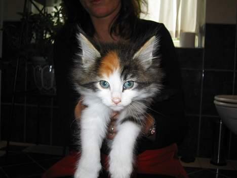 Norsk Skovkat EC. Petronelle DSM DVM  billede 4