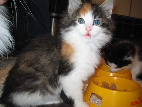 Norsk Skovkat EC. Petronelle DSM DVM  billede 5