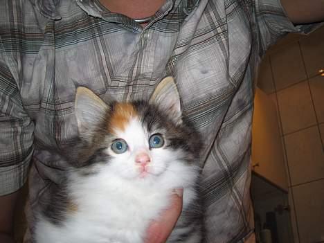 Norsk Skovkat EC. Petronelle DSM DVM  billede 6