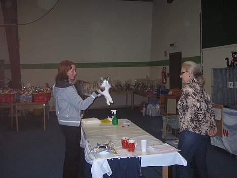 Norsk Skovkat EC. Petronelle DSM DVM  billede 7