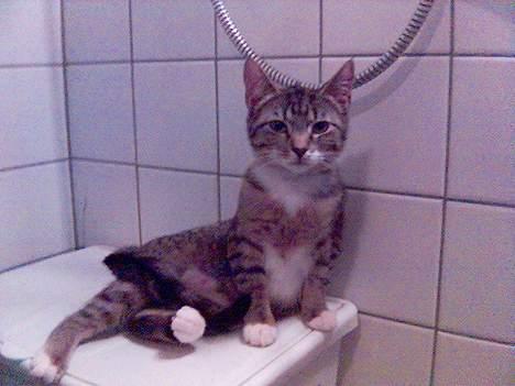 Huskat Shiwa*SAVNES* billede 1