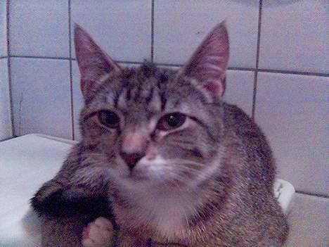 Huskat Shiwa*SAVNES* billede 2