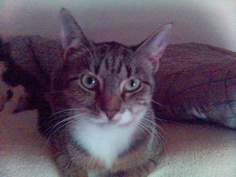 Huskat Shiwa*SAVNES* billede 3