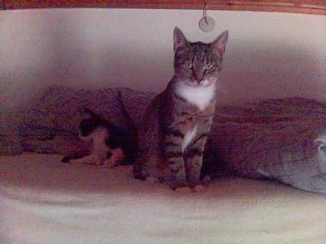 Huskat Shiwa*SAVNES* billede 4