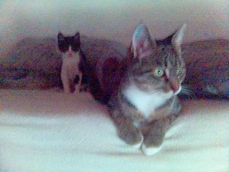 Huskat Shiwa*SAVNES* billede 5