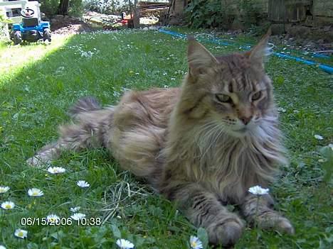 Maine Coon Løvehulens Hotlips - Hotlips i sommerdress - som blondine billede 16