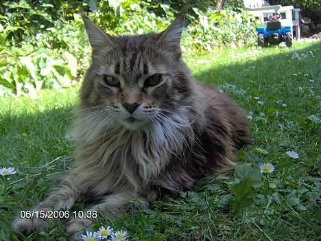 Maine Coon Løvehulens Hotlips billede 17