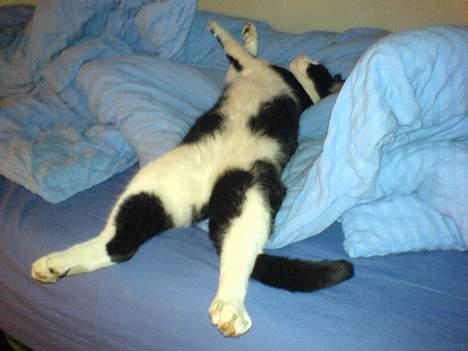 Huskat Nemo billede 1