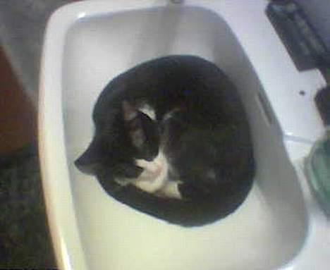 Huskat Nemo billede 2