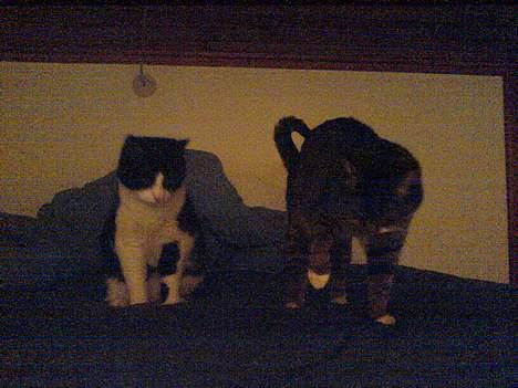 Huskat Nemo billede 3