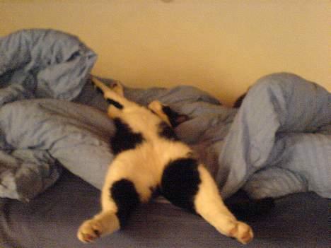 Huskat Nemo billede 5