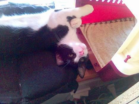 Huskat Nemo billede 6