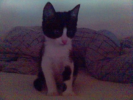 Huskat Nemo billede 7