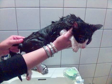 Huskat Nemo billede 8