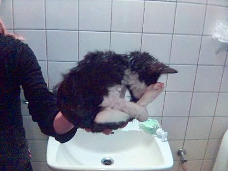 Huskat Nemo billede 9