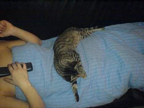 Huskat Sille billede 1