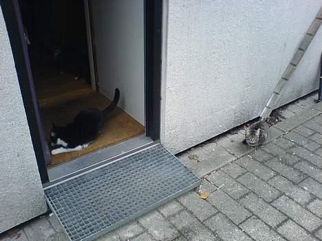 Huskat Sille billede 2