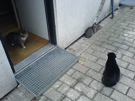 Huskat Sille billede 3