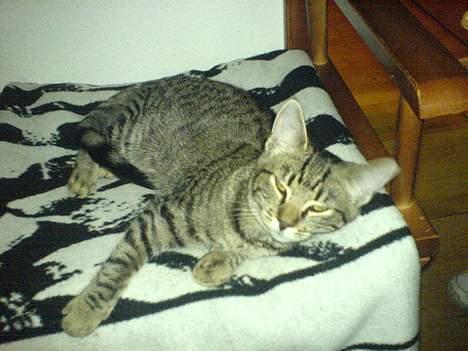 Huskat Sille billede 4