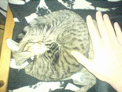 Huskat Sille billede 5