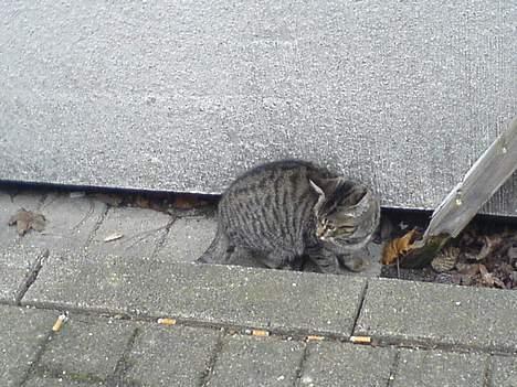 Huskat Sille billede 6