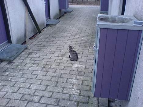 Huskat Sille billede 7