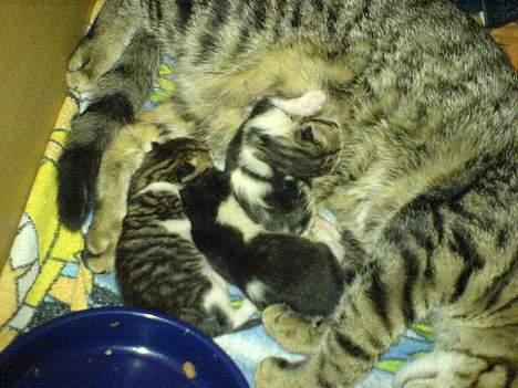 Huskat Sille billede 8