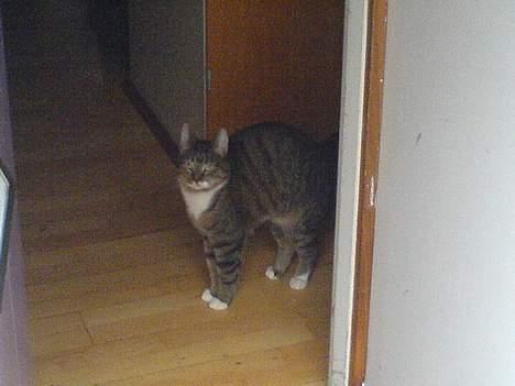 Huskat Shiwa*SAVNES* billede 6