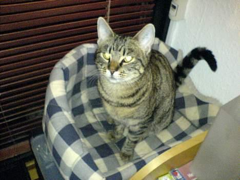 Huskat Sille billede 9