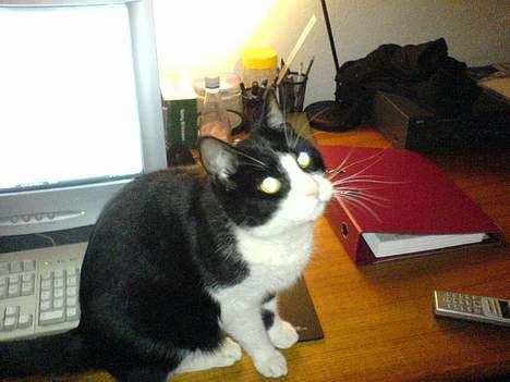 Huskat Nemo billede 10