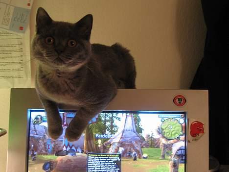 British Shorthair Alrune billede 14