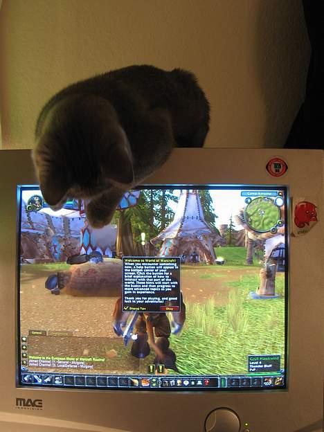 British Shorthair Alrune billede 15