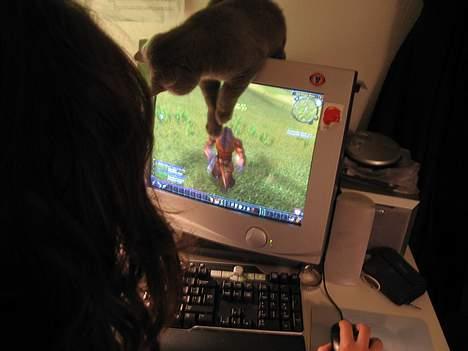 British Shorthair Alrune billede 16