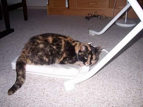 Blanding af racer Mille - Lege humør (: billede 11