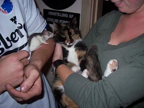 Blanding af racer Mille - Hvorfor er de rotter der ? gider dem ikk .. Hun ser sur ud .. Hehe billede 12