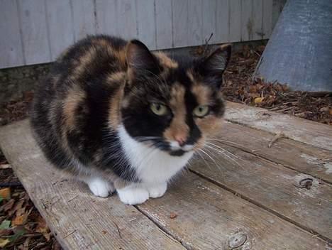 Blanding af racer Mille - SMuk ! billede 13