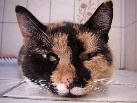 Blanding af racer Mille - Hehe .. Sjovt billede . hun har lagt sig så man ikk lii kan se hendes krop (: Hun er et fotogen billede 14