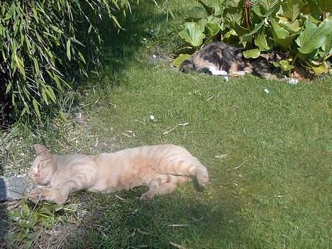 Blanding af racer Mille - Hun ligger i blomsterne og fjoller .. det er rødmis der ligge og gør sig lækker (: Han er død ): billede 15