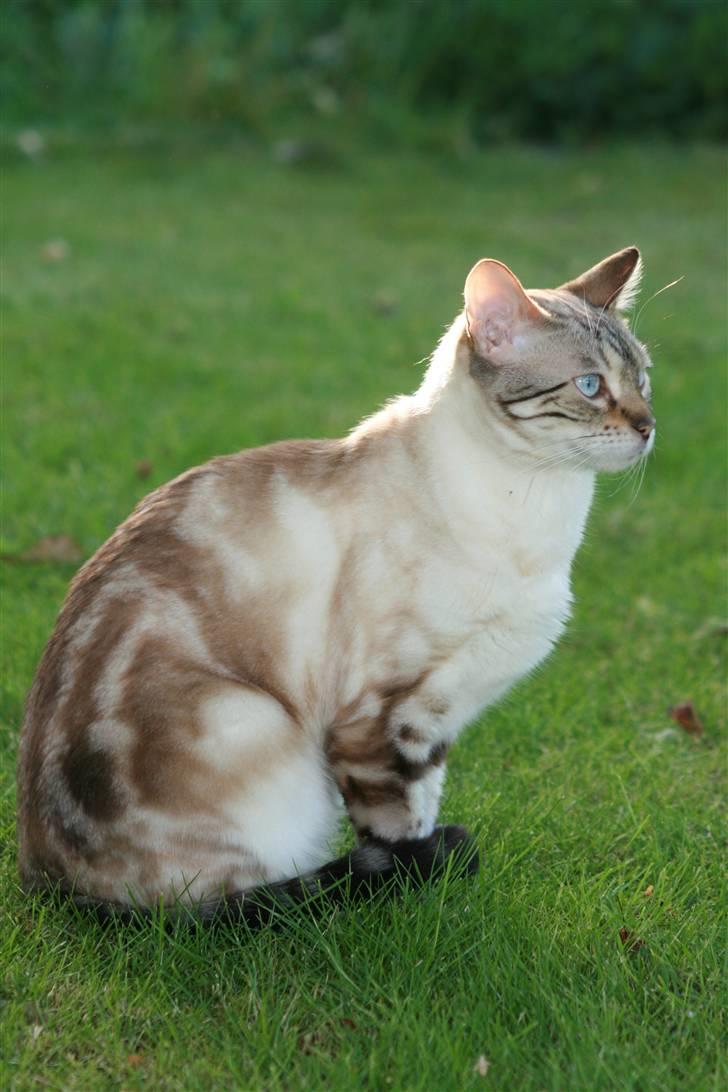 Bengal  Sesse *IP* billede 5