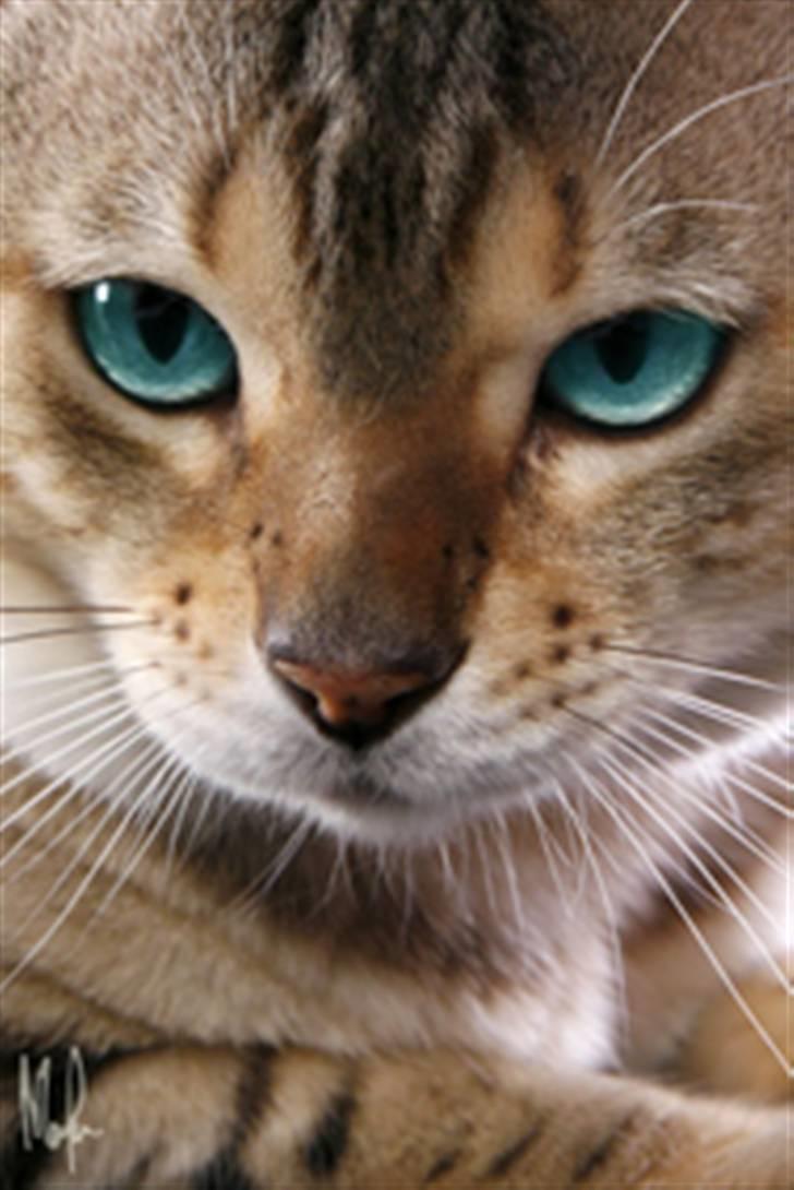 Bengal EC Leopardette´s Atlas - Här är jag hos fotografen... han ville att man skulle visa upp alla sina "bästa sidor" billede 1