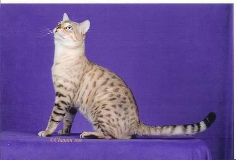 Bengal EC Leopardette´s Atlas - "Blir jag bra såhär??" billede 2