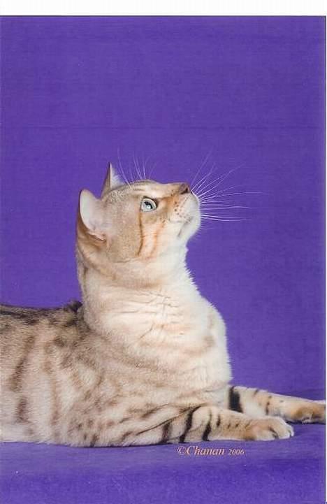 Bengal EC Leopardette´s Atlas - Kanske en profilbild! billede 3