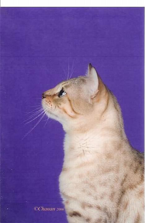 Bengal EC Leopardette´s Atlas - mitt fina huvud med mins små öron! billede 4