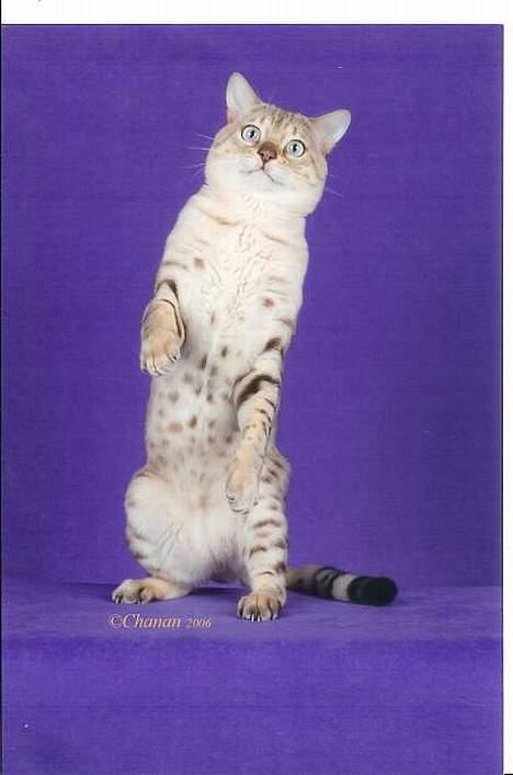 Bengal EC Leopardette´s Atlas - ja ja man får väll ställa sig upp så att dom får en bild på magen oxå!! billede 5