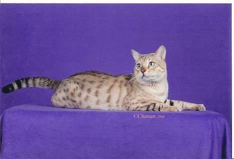 Bengal EC Leopardette´s Atlas - "Den här posen brukar damerna gilla!" billede 6