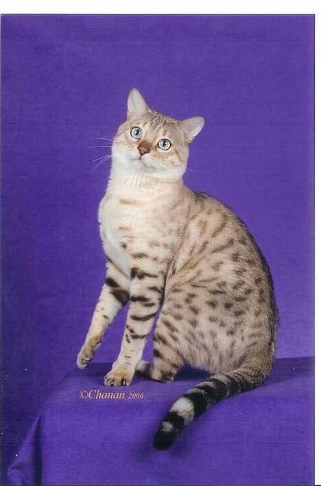 Bengal EC Leopardette´s Atlas - Ja jag är en go pojke! billede 7