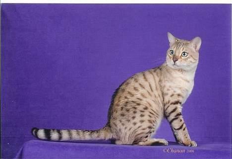 Bengal EC Leopardette´s Atlas - Men nu måste han väl snart ha tagit kort på alla sidor!! billede 8