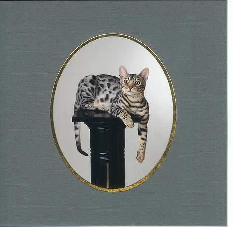 Bengal Silverstream "charlie" - Här ser det ut som om jag är världens "coolaste hos fotografen.... men hon höll på i 1 timme för att ta den här bilden på mig, tillslut gav jag upp och gjorde som hon ville! billede 1